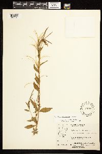 Epilobium saximontanum image