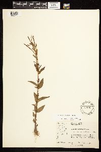 Epilobium saximontanum image
