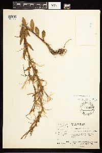 Epilobium saximontanum image