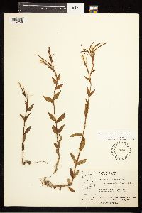 Epilobium saximontanum image