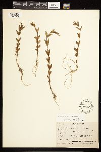 Epilobium saximontanum image