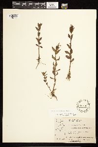 Epilobium saximontanum image
