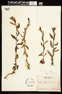 Epilobium saximontanum image