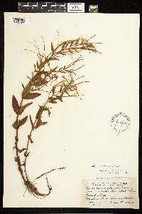 Epilobium saximontanum image