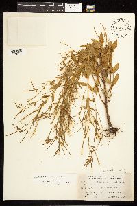 Epilobium saximontanum image