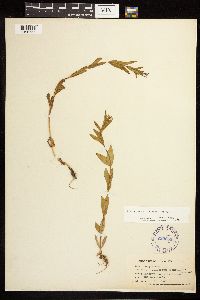 Epilobium saximontanum image