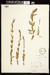Epilobium saximontanum image