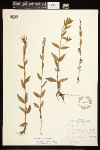 Epilobium saximontanum image