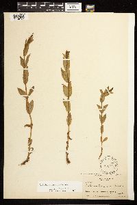 Epilobium saximontanum image