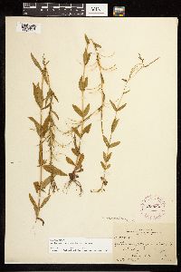 Epilobium saximontanum image