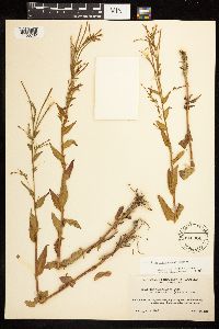 Epilobium saximontanum image