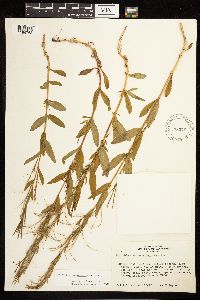 Epilobium saximontanum image