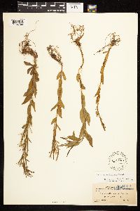 Epilobium saximontanum image