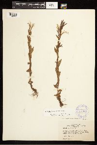 Epilobium saximontanum image