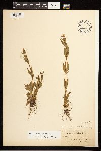 Epilobium saximontanum image