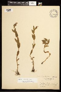 Epilobium saximontanum image