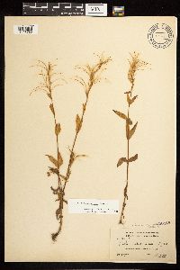 Epilobium saximontanum image