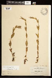 Epilobium saximontanum image