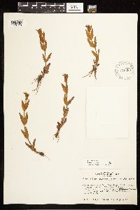 Epilobium saximontanum image