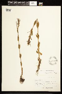 Epilobium saximontanum image