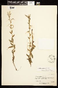 Epilobium saximontanum image