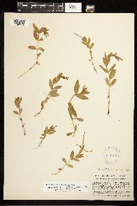 Epilobium saximontanum image