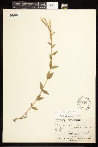 Epilobium saximontanum image
