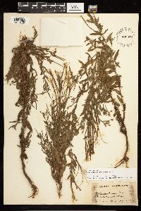 Epilobium densum image