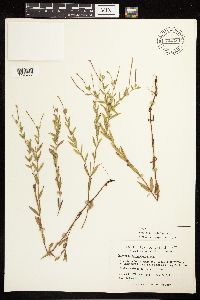 Epilobium densum image