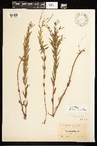Epilobium densum image
