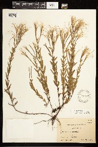 Epilobium densum image