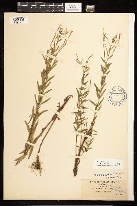 Epilobium densum image