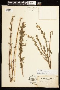 Epilobium densum image