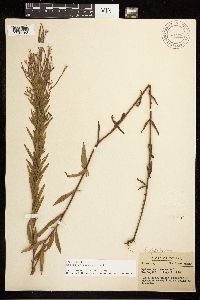 Epilobium densum image