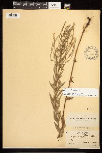 Epilobium densum image