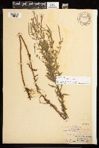 Epilobium densum image