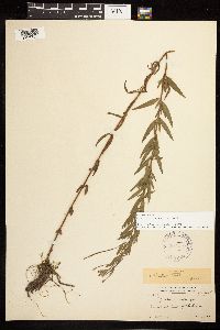 Epilobium densum image