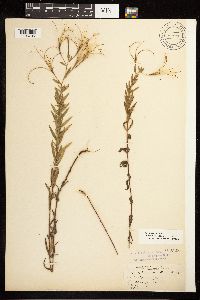 Epilobium densum image
