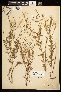 Epilobium densum image