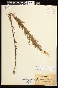 Epilobium densum image