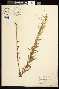 Epilobium densum image
