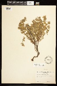 Epilobium suffruticosum image
