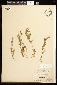 Epilobium suffruticosum image