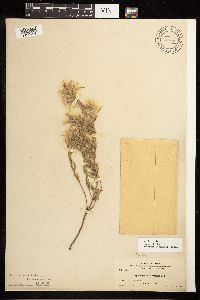 Epilobium suffruticosum image