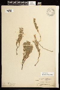 Epilobium suffruticosum image