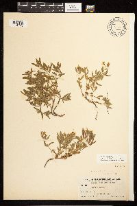 Epilobium suffruticosum image