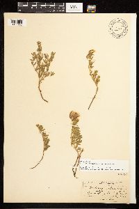 Epilobium suffruticosum image