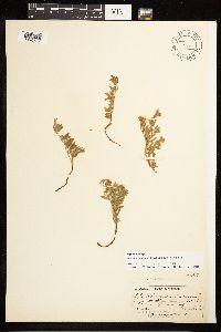 Epilobium suffruticosum image
