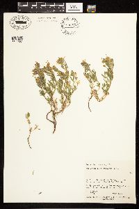 Epilobium suffruticosum image
