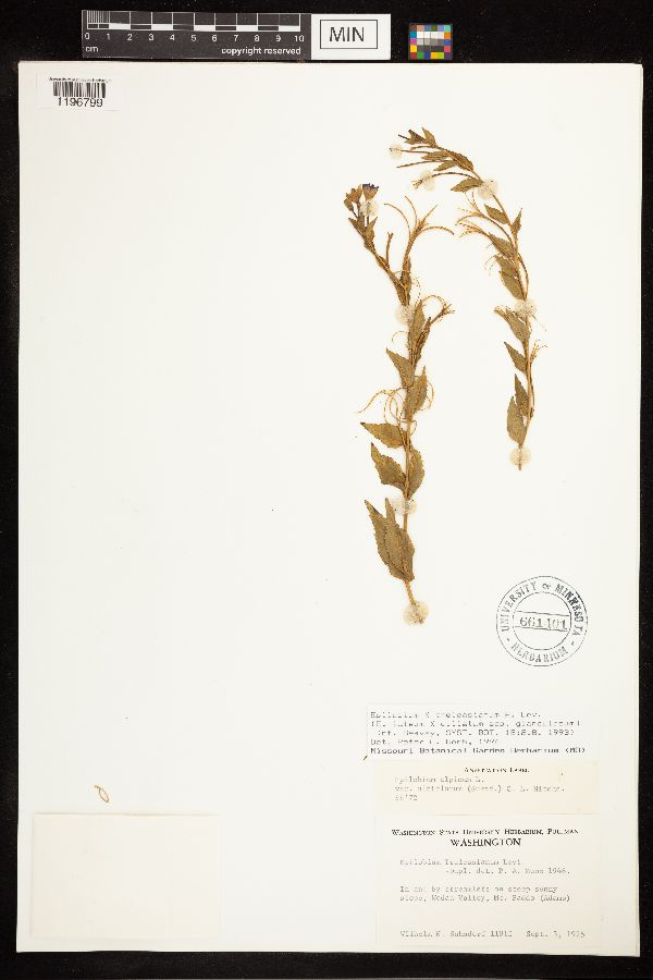 Epilobium x treleasianum image